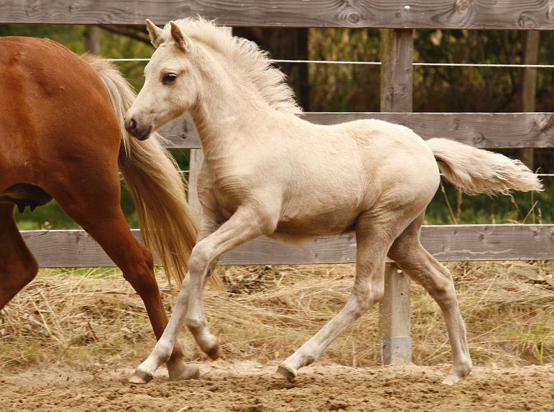 Myrdal von Heidmoor d.jpg